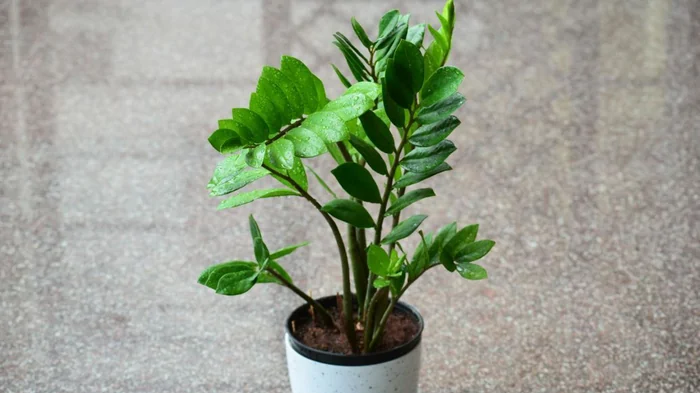 Быстрый способ размножить замиокулькас: о нем немногие знают