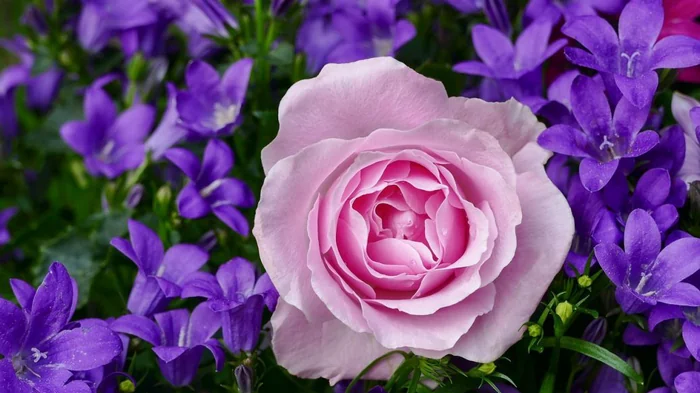 Какие цветы можно сажать весной в апреле Какие цветы можно сажать весной в апреле