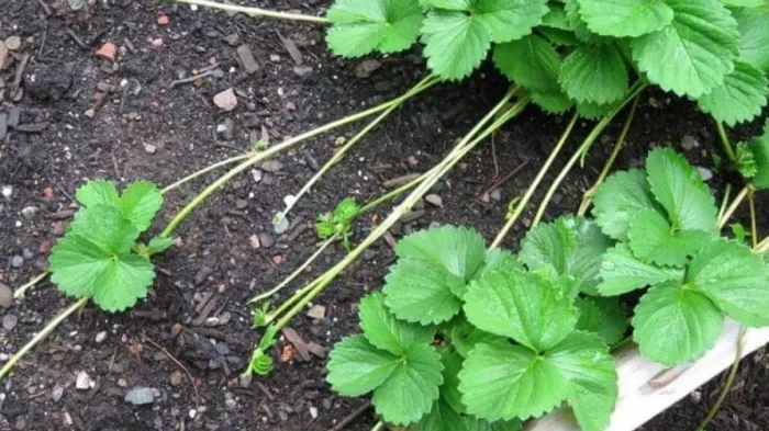 Чем и когда обрабатывать клубнику от вредителей