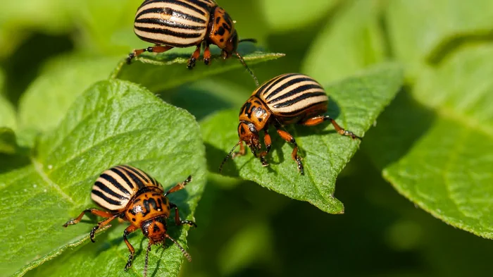 Ни колорадского жука, ни болезней: чем обработать картофель перед посадкой