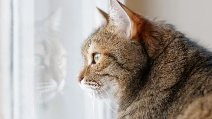 Как долго можно оставлять кота одного дома: мнение экспертов