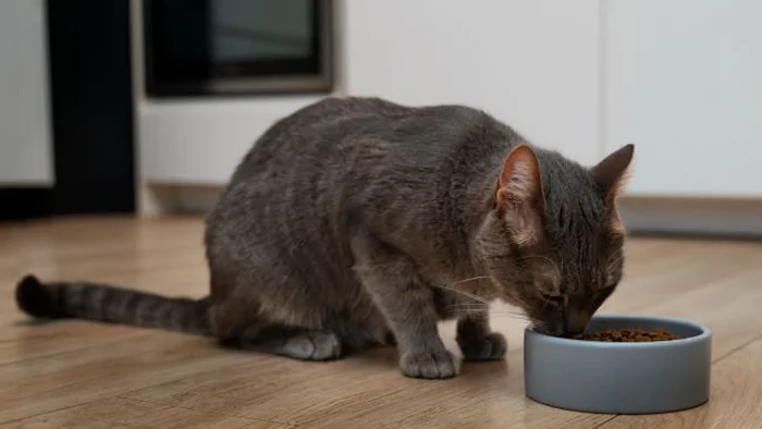 Ветеринар рассказала, можно ли кошек кормить собачьим кормом