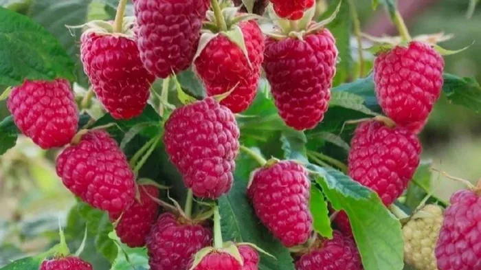 Разбросайте эти отходы под малиной — и ветки будут ломиться от ягод Разбросайте эти отходы под малиной — и ветки будут ломиться от ягод