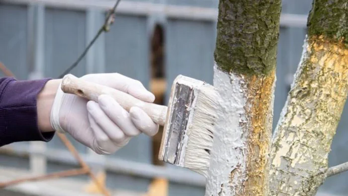 Это не полезно: фермер развеял популярные мифы о побелке деревьев Это не полезно: фермер развеял популярные мифы о побелке деревьев