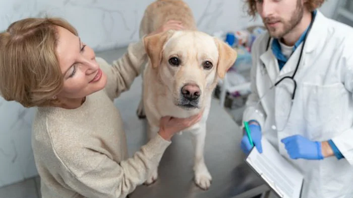 Ветеринар рассказала, как часто нужно водить животное к врачу Ветеринар рассказала, как часто нужно водить животное к врачу