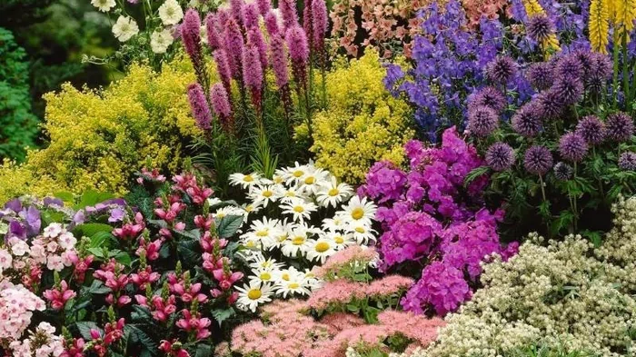 Как заставить многолетники цвести много раз за сезон