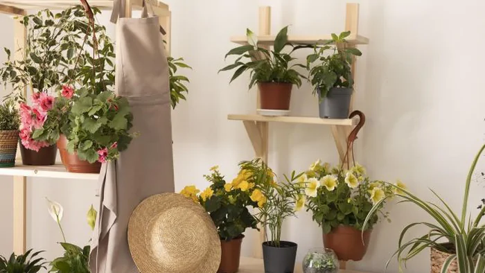 Названо лучшее комнатное растение, которое очистит воздух и подарит здоровье