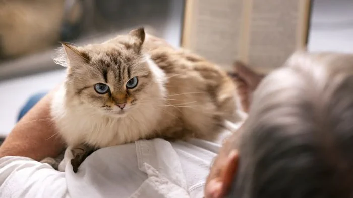 Почему коты любят лежать у хозяина на груди: 5 причин Почему коты любят лежать у хозяина на груди: 5 причин