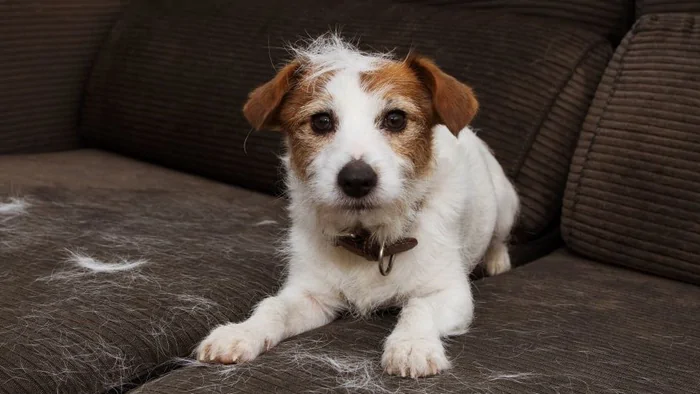 Как удалить шерсть домашних животных с дивана: 5 простых шагов