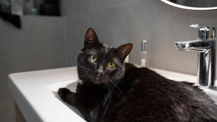 Чтобы не быть поцарапанным: как мыть кота и действительно ли это нужно делать Чтобы не быть поцарапанным: как мыть кота и действительно ли это нужно делать