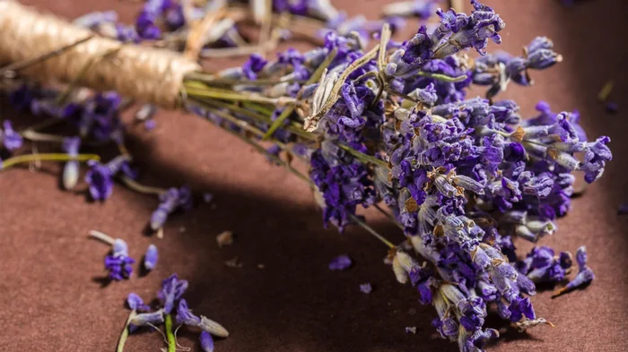 12 растений, которые лучше всего отпугивают комаров летом