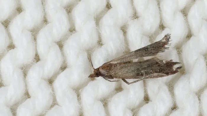 Моль не исчезает: как избавиться от насекомых в крупах и одежде правильно Моль не исчезает: как избавиться от насекомых в крупах и одежде правильно