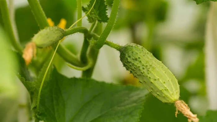 Как вырастить огурцы в контейнере: лайфхак от садовода Как вырастить огурцы в контейнере: лайфхак от садовода