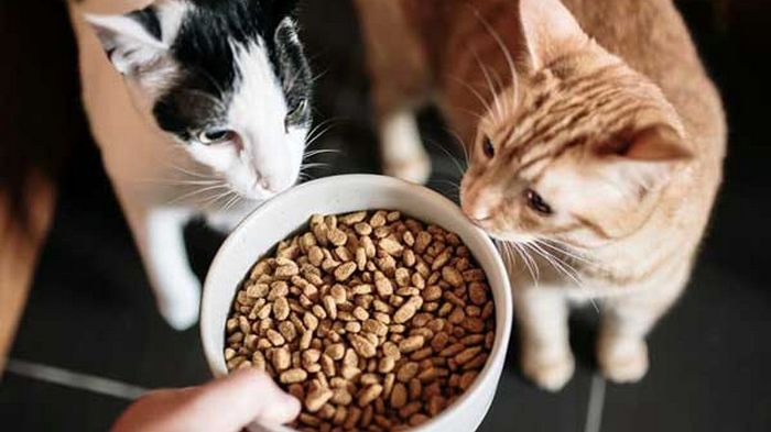 Корм для котов Пан Кот: лучшее для любимцев Корм для котов Пан Кот: лучшее для любимцев