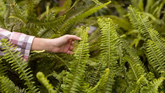Предрассудки и приметы про папоротник Предрассудки и приметы про папоротник