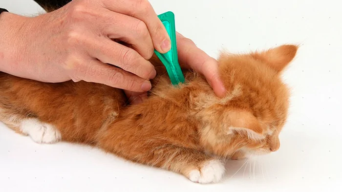 Протипаразитарні засоби для котів