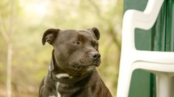 Долгожители среди собак: названы топ-3 породы Долгожители среди собак: названы топ-3 породы