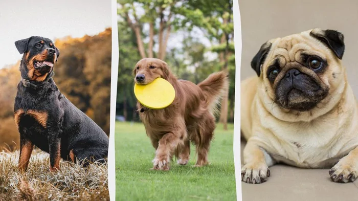 Собаки-попрошайки: 10 пород, которые мастерски выпрашивают еду у вашего стола