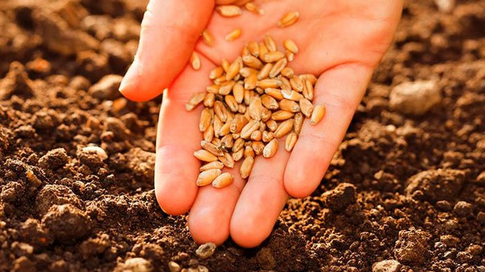 Навіщо використовують протруйники: їх користь та різновиди Навіщо використовують протруйники: їх користь та різновиди