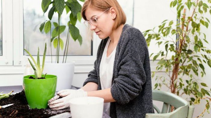 Не только уменьшить полив: как предотвратить заплесневение почвы Не только уменьшить полив: как предотвратить заплесневение почвы