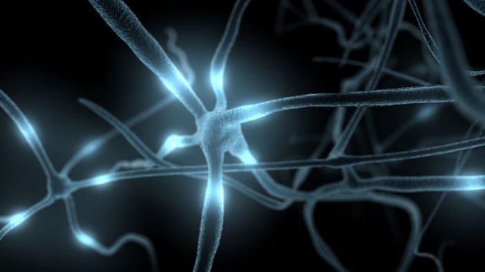 Топ-6 интересных фактов о нервной системе человека Топ-6 интересных фактов о нервной системе человека