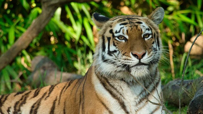 5 самых опасных животных, которые никогда не станут домашними