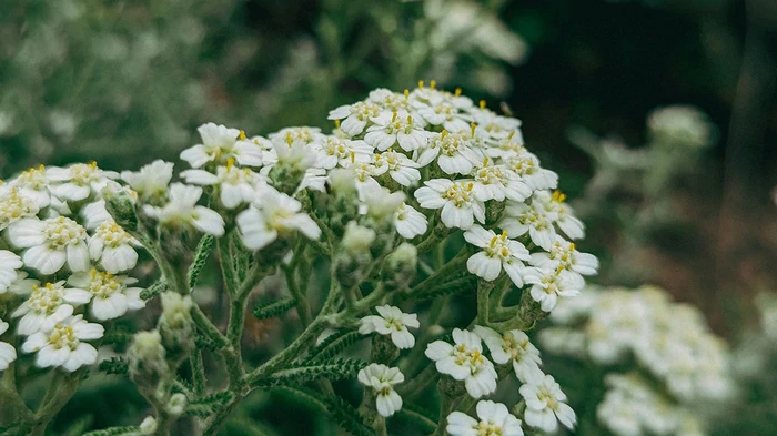 Растет везде: какое растение спасет вас на природе от укусов комаров