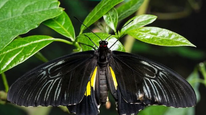 Увидеть черную бабочку: что это значит согласно народным приметам Увидеть черную бабочку: что это значит согласно народным приметам