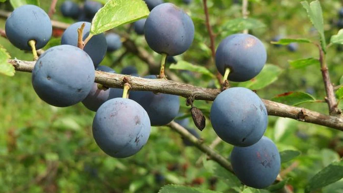 5 причин обязательно есть сливы, о которых не все знают 5 причин обязательно есть сливы, о которых не все знают