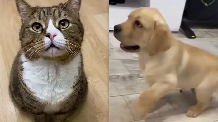 Собака или кот: кто из питомцев эффективнее избавит от одиночества Собака или кот: кто из питомцев эффективнее избавит от одиночества