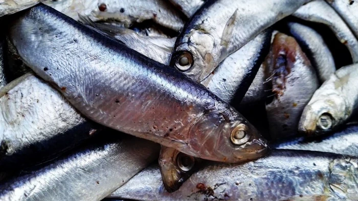 Килька пряного посола: простой рецепт Килька пряного посола: простой рецепт