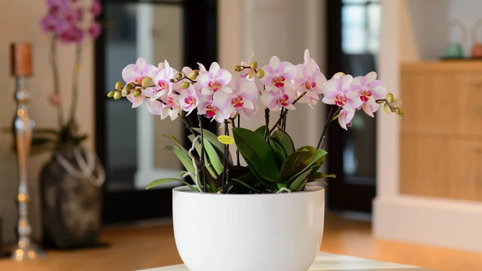 Орхидея зацветет гораздо раньше благодаря специальной обрезке Орхидея зацветет гораздо раньше благодаря специальной обрезке