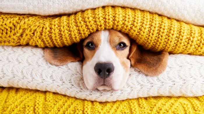 Отпуск с собакой: что взять в дорогу для любимца Отпуск с собакой: что взять в дорогу для любимца