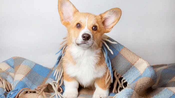 Вот почему собака в доме поможет вам прожить дольше: 4 причины