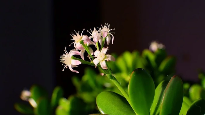 Почему краснеют листья у денежного дерева и что делать, чтобы спасти растение Почему краснеют листья у денежного дерева и что делать, чтобы спасти растение