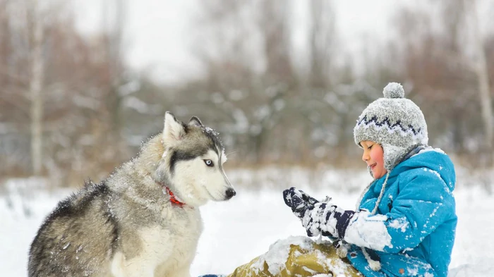 Не боятся даже крепчайших морозов: 10 пород собак для холодной погоды Не боятся даже крепчайших морозов: 10 пород собак для холодной погоды