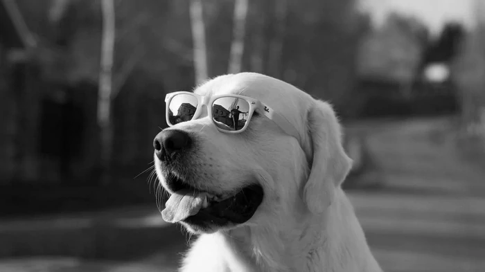 Как собаки прощаются перед смертью: эксперты назвали признаки Как собаки прощаются перед смертью: эксперты назвали признаки