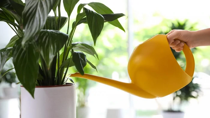 Оживет и будет цвести: что делать, если у спатифиллума сохнут листья Оживет и будет цвести: что делать, если у спатифиллума сохнут листья