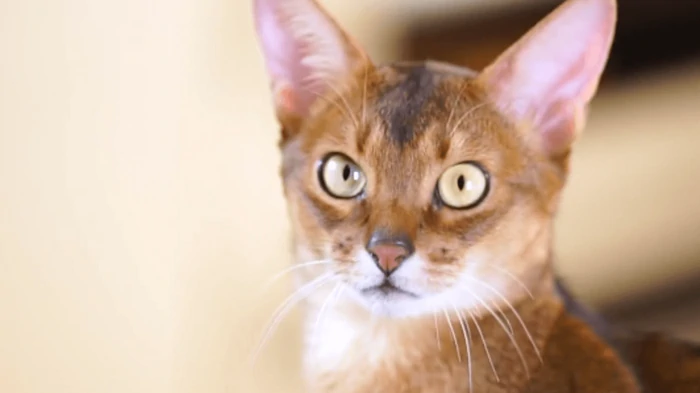 Мокрый нос у кошки: ветеринары объяснили, когда стоит беспокоиться Мокрый нос у кошки: ветеринары объяснили, когда стоит беспокоиться