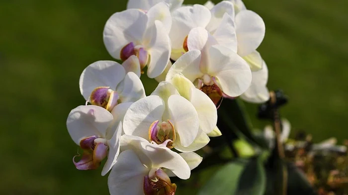 Зацветет даже самая «упрямая» орхидея: как приготовить для нее «лучшее удобрение» Зацветет даже самая «упрямая» орхидея: как приготовить для нее «лучшее удобрение»