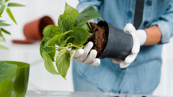Как пересадить любое комнатное растение всего за 3 шага: пошаговая инструкция Как пересадить любое комнатное растение всего за 3 шага: пошаговая инструкция