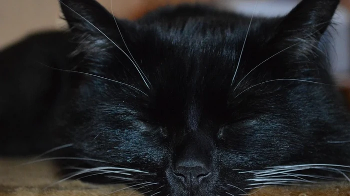 Почему кот любит лежать на груди своего хозяина: эксперт назвала распространенные причины