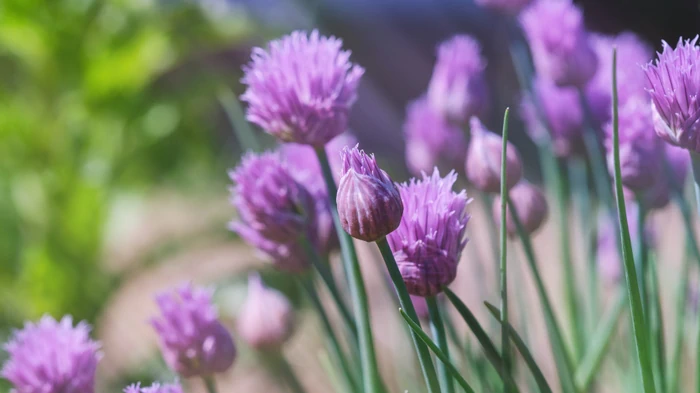 Садоводы назвали 5 уличных растений, способных пережить почти все