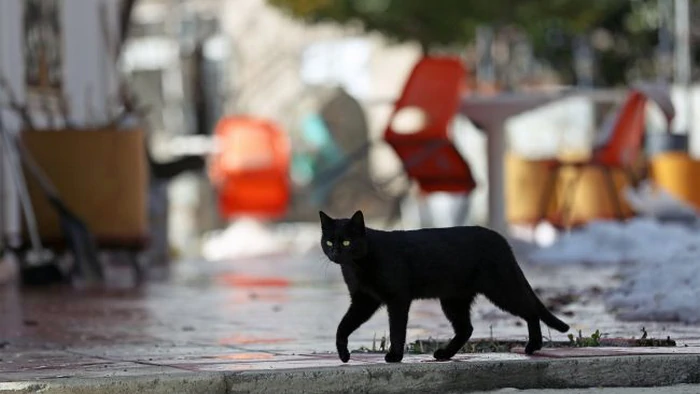 Откуда пошли приметы о черной кошке, разбитом зеркале и соли Откуда пошли приметы о черной кошке, разбитом зеркале и соли