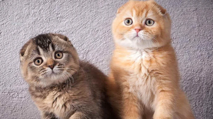 4 породы кошек, которые покорят ваше сердце