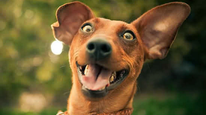 Как понять, что ваша собака счастлива Как понять, что ваша собака счастлива