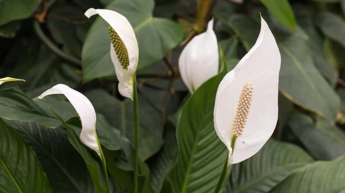 Как «воскресить» умирающий спатифиллум: простое решение от садовода