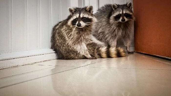 Енот в доме: плюсы и минусы жизни с экзотическим домашним любимцем