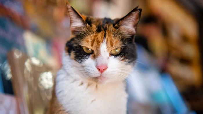 Почему кошка кусается без причины: это может быть тревожным сигналом