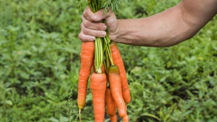 Вырастут даже в песке: 7 полезных овощей, которые растут в любой почве